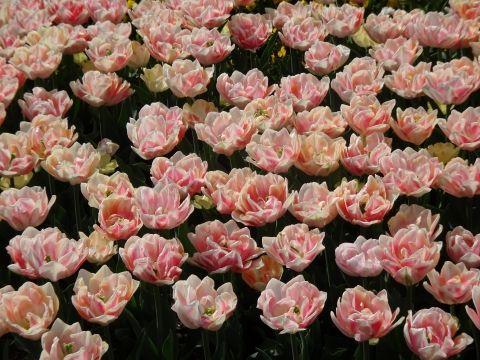 Tulpen im Botanischen Garten München 