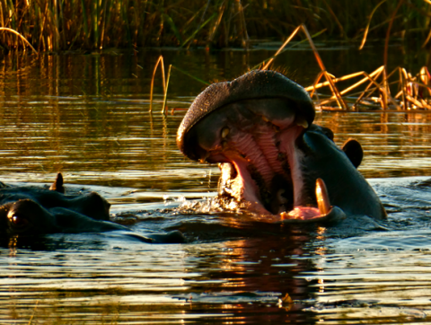Hippos im Kwando River