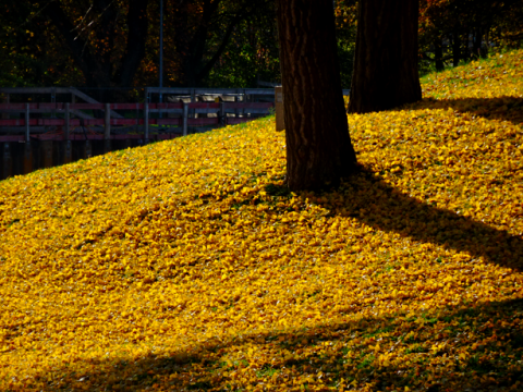 Herbst im Olympiapark München