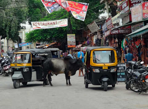 Kühe in Uidapurs Straßen