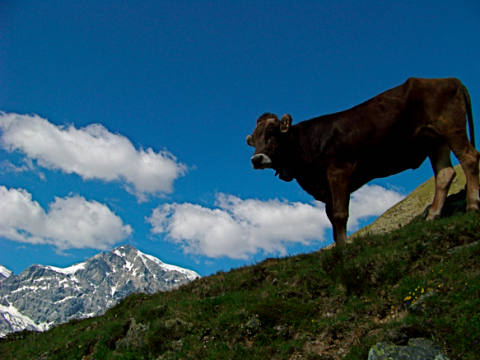 Standfeste Kuh in Südtirol