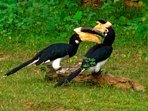 Malabarhornvogel Paar