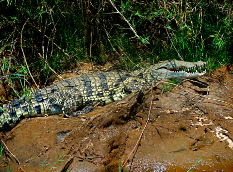 Krokodil Madagaskar auf dem Tsiribihina.