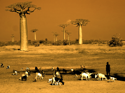 Avenue of the Baobabs, Morondava