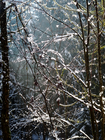 Letzter Neuschnee im Wald der Hohenburg/Lenggries