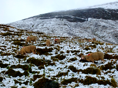 Schafe auf dem Weg zur Hochjoch-Hospiz