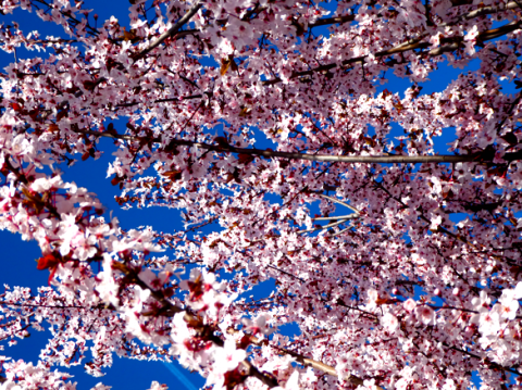 Kirschblüte im Monferrato
