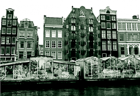 Amsterdamer Tulpenmarkt