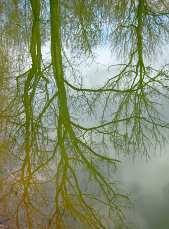 Spiegelnde Bäume im Eiskanal im Englischen Garten