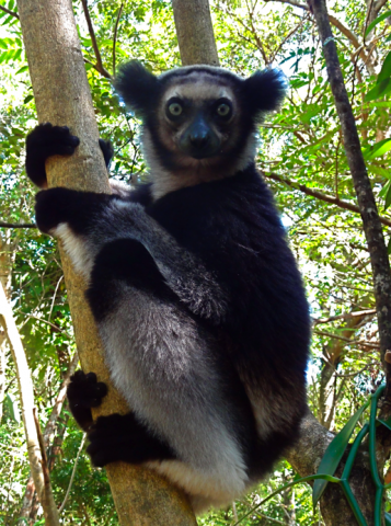Indri Indri