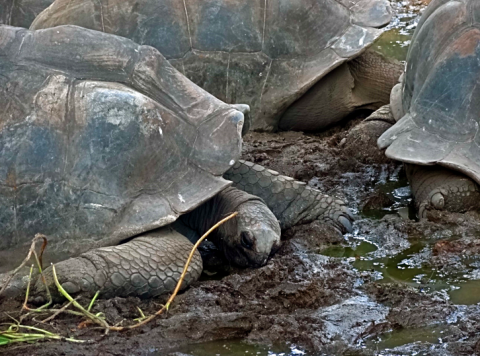 Riesenschildkröten auf La Digue