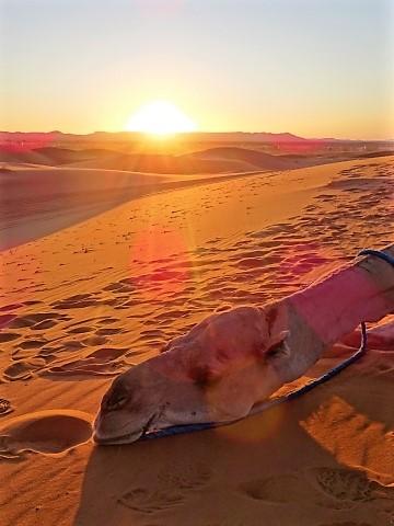 Ausruhendes Kamel in der Sahara
