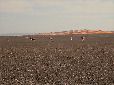 Kamele in der Sahara bei Erg Chebbi