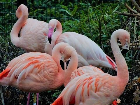 Flamingos im Zoo Berlin