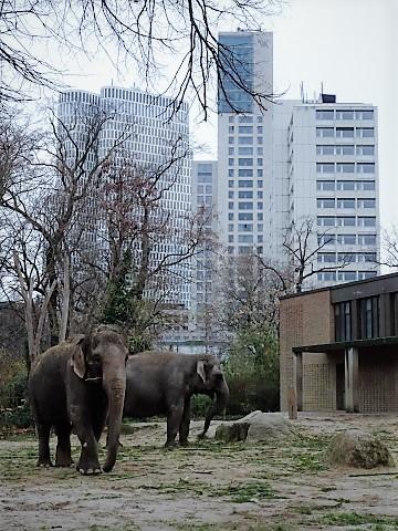 Elefanten vor der Hochhausnachbarschaft vom Zoo Berlin