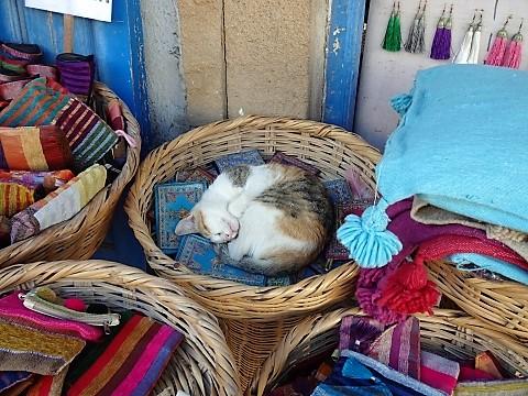 Schlafende Katze im Souk von Essaouira