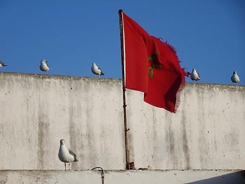 Möwen und Flagge am Hafen von Essaouira 