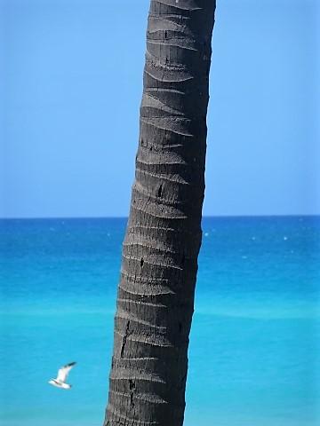 Palmenstamm am Strand von Varadero