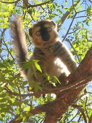 Rückblick auf frühere Reisen: Brauner Lemur auf Madagaskar